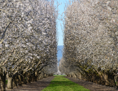 Almond Bloom Begins: Why Phosphorus, Boron, Zinc & Calcium Matter Most