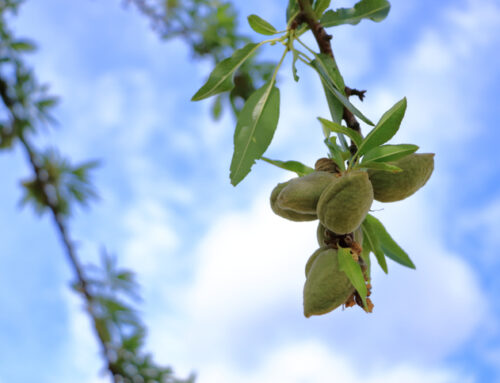 Is a 3 BILLION-Pound Almond Crop Possible?