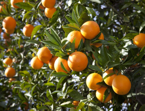 A Year of Nutrition in Citrus